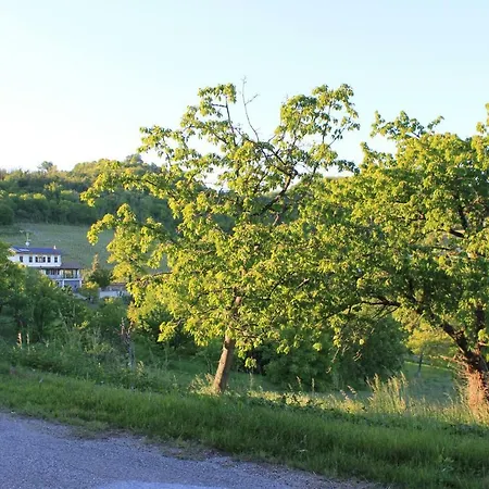Grignolino *